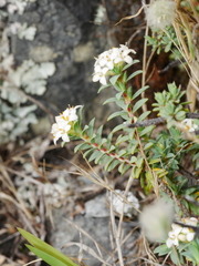 Pimelea cryptica