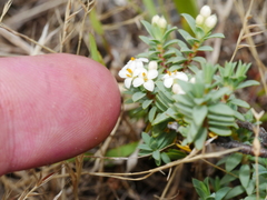 Pimelea cryptica