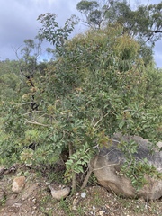 Clerodendrum longiflorum