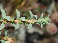 Pimelea cryptica