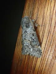 Leucochlaena aenigma
