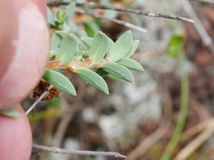 Pimelea cryptica