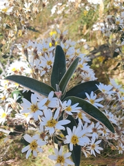 Olearia megalophylla