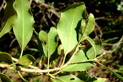 Olinia ventosa
