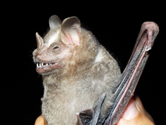 Artibeus jamaicensis