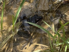 Litoria