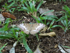 Tanaecia palguna