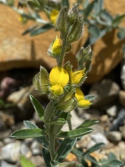Crotalaria brevis