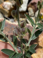 Crotalaria brevis
