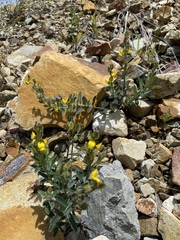 Crotalaria brevis