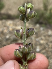 Crotalaria brevis