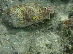 Dardanus lagopodes