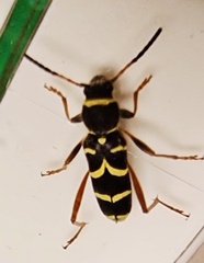 Clytus arietis