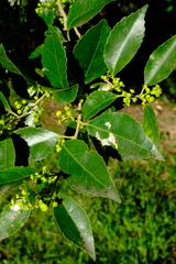 Scolopia mundii