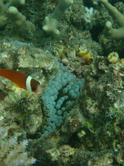 Amphiprion barberi