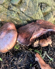 Agaricus brunneofibrillosus