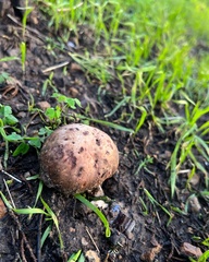 Agaricus brunneofibrillosus
