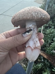 Agaricus brunneofibrillosus