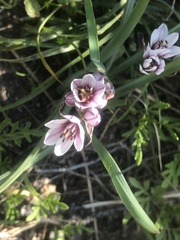 Nothoscordum