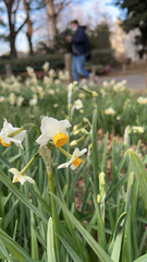 Narcissus tazetta