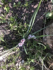 Nothoscordum