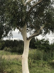 Eucalyptus grandis