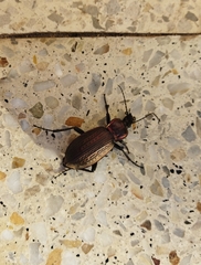 Carabus morbillosus