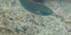 Stethojulis balteata