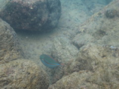 Stethojulis balteata