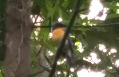 Cyornis tickelliae