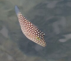 Canthigaster jactator