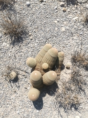 Echinocereus pectinatus pectinatus