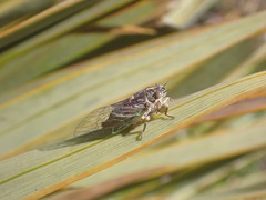 Cicadettina