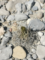 Ancistrocactus scheeri