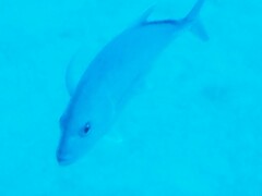 Caranx melampygus
