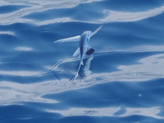 Exocoetidae