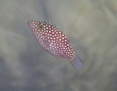 Canthigaster jactator