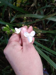 Libertia