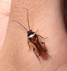 Pseudomops neglectus