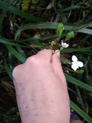Libertia