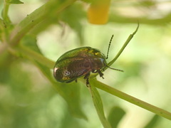 Chrysolina hyperici