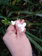 Libertia
