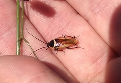 Pseudomops neglectus