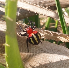 Alpaida quadrilorata