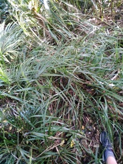 Libertia