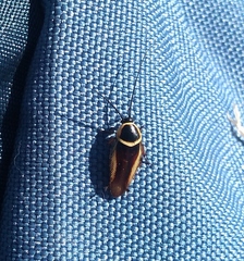 Pseudomops neglectus