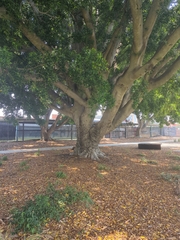 Ficus macrophylla