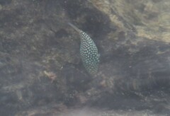 Canthigaster jactator