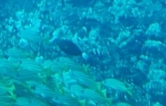 Melichthys vidua
