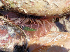 Isanemonia australis